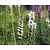 Liatris spicata 'Alba'
