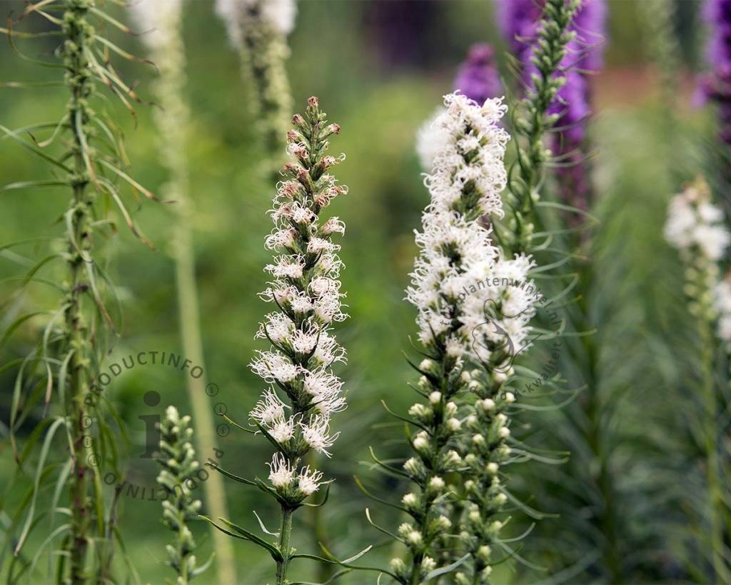 Liatris spicata 'Alba'