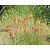 Kniphofia 'Alcazar'