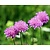 Scabiosa columbaria 'Pink Mist'