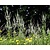 Veronicastrum virginicum 'Album'