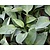 Hosta 'Blue Cadet'