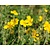 Helianthemum 'Golden Queen'