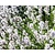Lavandula angustifolia 'Edelweiss'