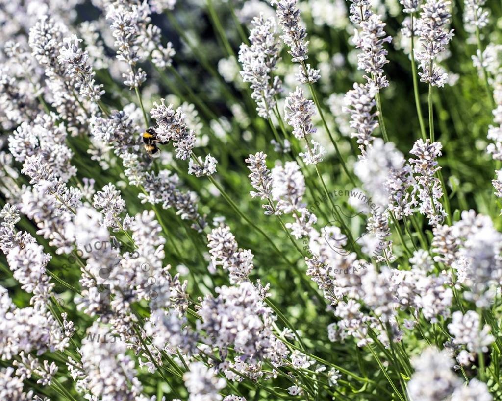 Lavandula angustifolia 'Edelweiss'