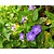 Vinca major