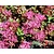 Sedum spurium 'Fuldaglut'