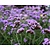 Verbena bonariensis 'Lollipop'