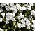 Phlox subulata 'Maischnee'
