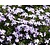 Phlox subulata 'Emerald Cushion Blue'