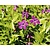 Vinca minor 'Atropurpurea'