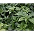 Pachysandra terminalis 'Green Carpet'