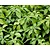 Pachysandra terminalis 'Green Sheen'