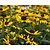 Rudbeckia fulgida 'Little Goldstar'