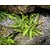Asplenium trichomanes
