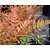 Dryopteris erythrosora