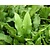 Asplenium scolopendrium