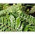Polystichum polyblepharum