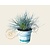 Festuca glauca 'Compacta Blue'