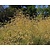 Stipa gigantea
