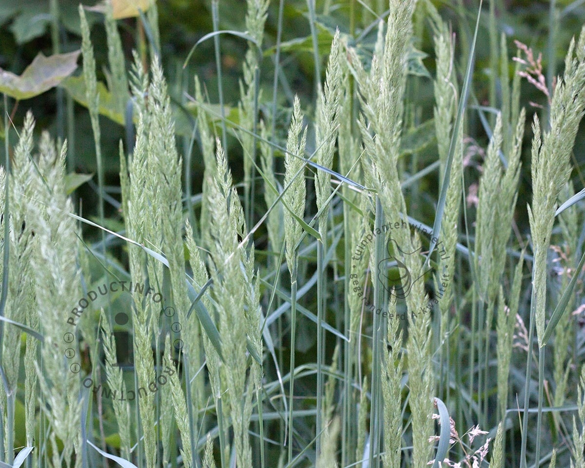 Koeleria glauca