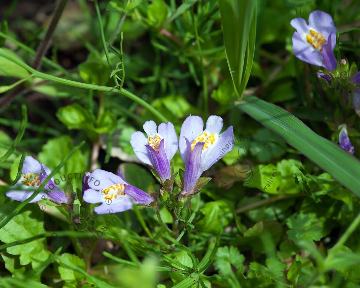 Mazus reptans