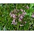 Lychnis flos-cuculi