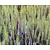 Hippuris vulgaris