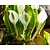 Lysichiton camtschatcensis