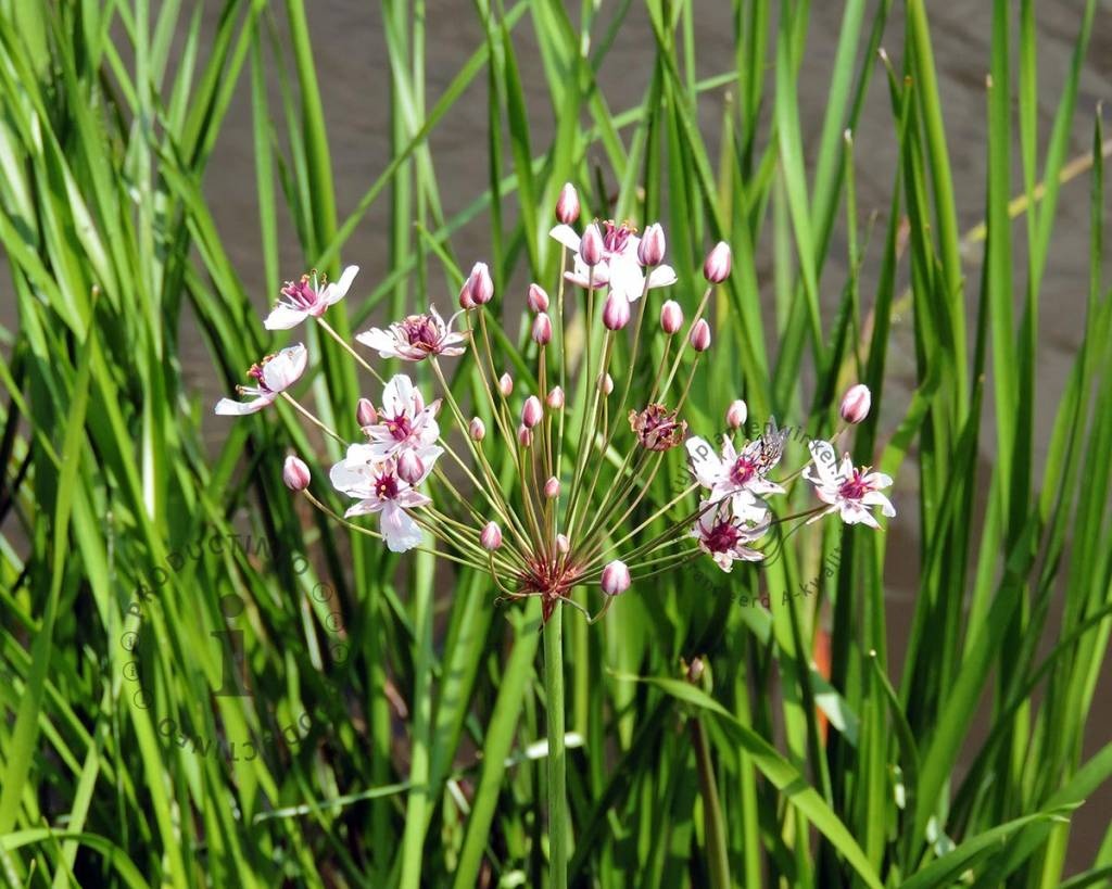 Butomus umbellatus 'Schneeweisschen'