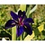 Iris louisiana 'Black Gamecock'