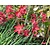 Schizostylis coccinea 'Major'