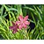 Schizostylis coccinea 'Mrs Hegarty'