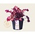 Heuchera 'Boysenberry'