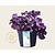 Heuchera 'Forever Purple'