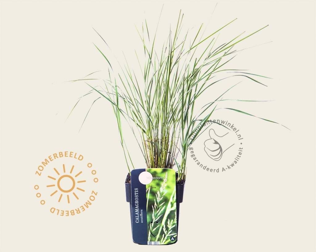 Calamagrostis x acutiflora 'Overdam'