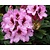 Rhododendron 'Kokardia'