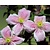 Clematis montana 'Mayleen'