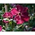 Clematis viticella 'Rubra'