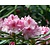 Rhododendron 'Albert Schweitzer'