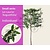 Lei-Laurier lusitanica 'Angustifolia' - Small - individueel geen extra's