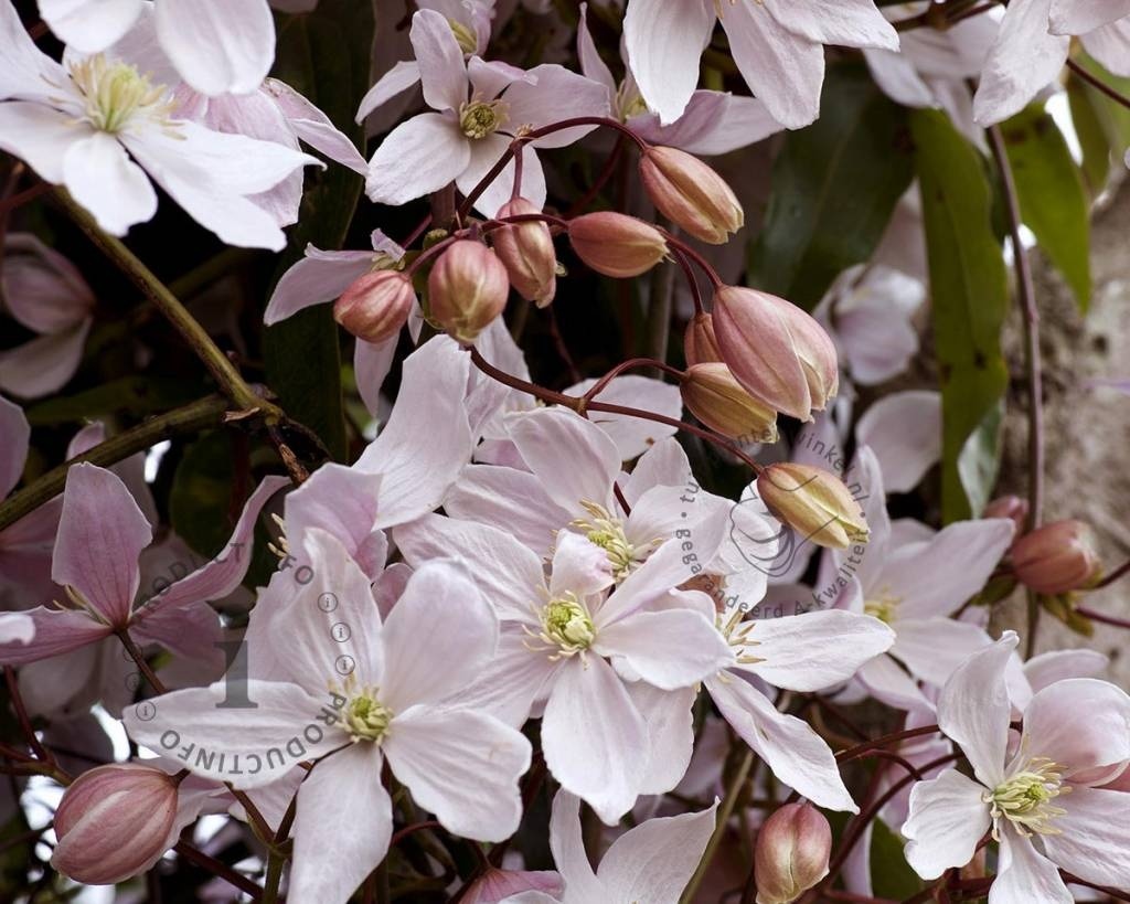 Clematis armandii 'Apple Blossom'