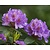 Rhododendron 'Goldflimmer'