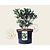 Skimmia japonica 'Kew White'