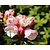 Rhododendron yakushimanum 'Dusty Miller'