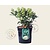 Skimmia japonica 'Godrie's Dwarf Green'