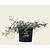 Buddleja davidii Free Petite 'Lavender Flow'