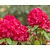 Rhododendron 'Markeeta's Prize'