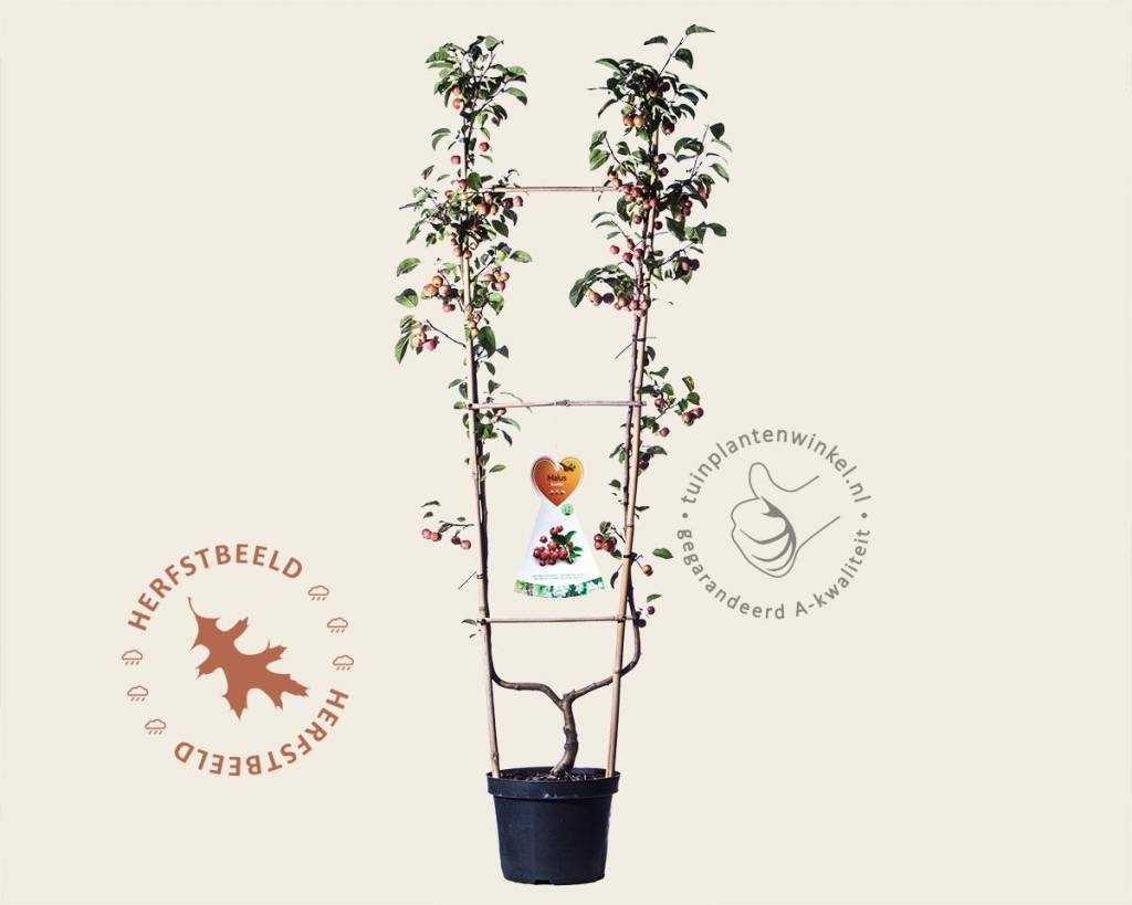 Malus 'Evereste' - U-vorm