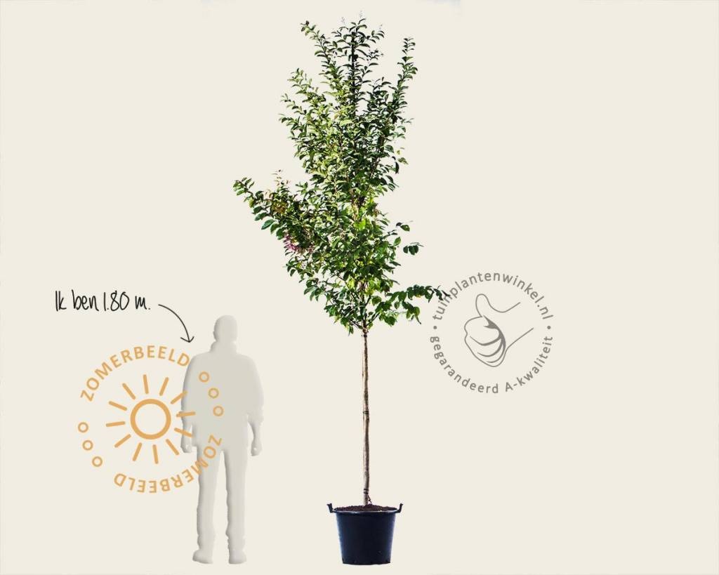 Lagerstroemia indica 'Muskogee'